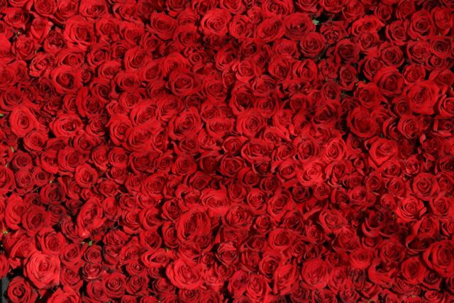 red-flowers-roses-rose-54320-Kopie