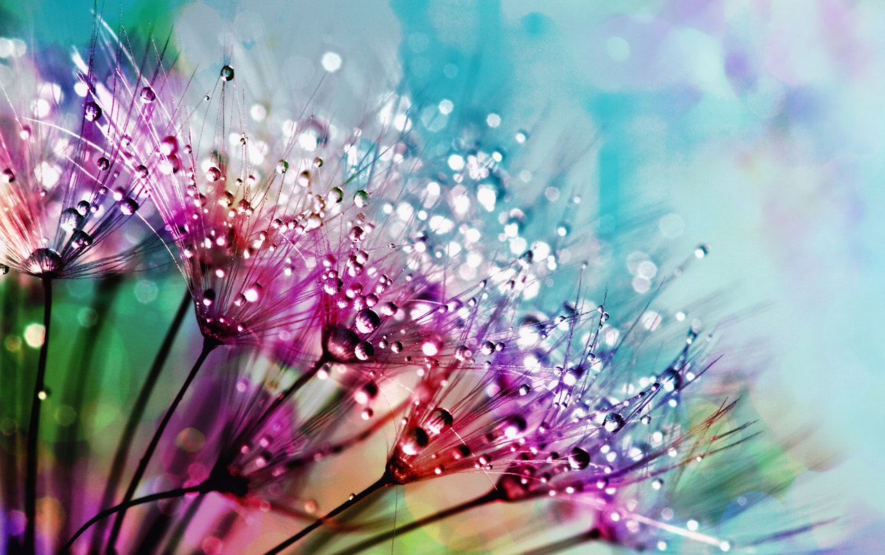 closeup-photography-of-purple-silk-flowers-with-dewdrops-794494.jpg
