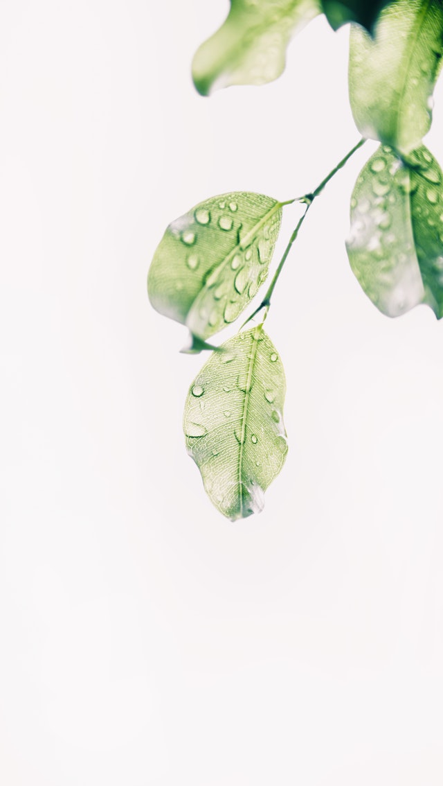 water-drops-on-green-leaves-1654255-2.jpg